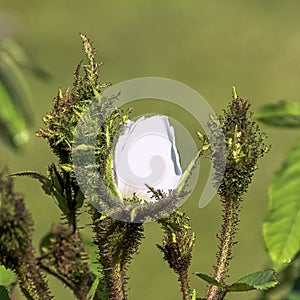 Rosa centifolia Muscosa Alba known as White, Shailer`s White or Clifton Moss, Clifton Rose and White Bath photo