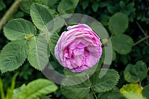 Rosa Centifolia Muscosa flower closeup in summer garden