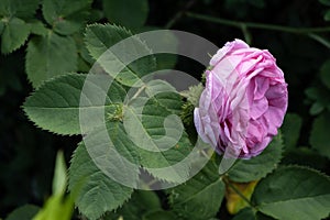 Rosa Centifolia Muscosa flower closeup in summer garden