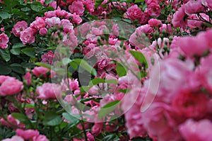 Rosa centifolia or Rose de Mai. photo