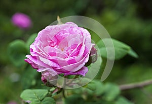 Rosa Centifolia (Rose des Peintres) flower