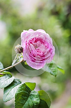 Rosa Centifolia Rose des Peintres flower closeup photo