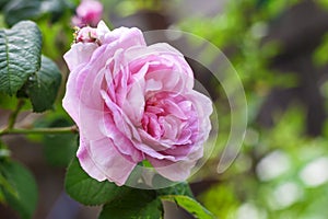 Rosa Centifolia Rose des Peintres flower closeup photo