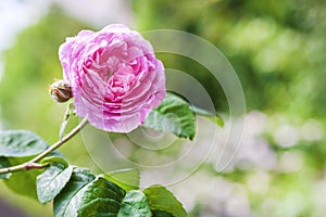 Rosa Centifolia Rose des Peintres flower closeup photo