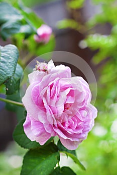Rosa Centifolia Rose des Peintres flower closeup