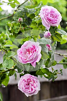 Rosa Centifolia Rose des Peintres flower closeup photo