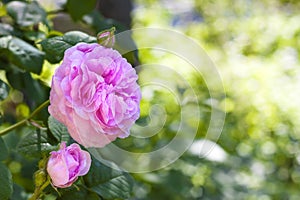 Rosa Centifolia (Rose des Peintres) flower photo