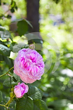 Rosa Centifolia (Rose des Peintres) flower photo