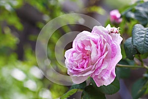 Rosa Centifolia Rose des Peintres flower photo