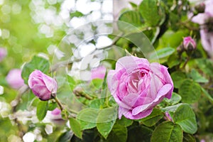 Rosa Centifolia Rose des Peintres flower closeup on garden background