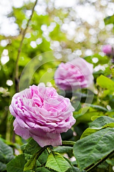 Rosa Centifolia Rose des Peintres flower closeup on garden background