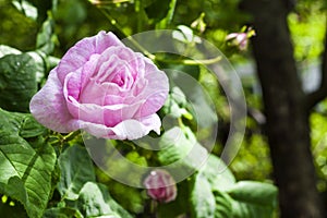 Rosa Centifolia Rose des Peintres flower closeup photo