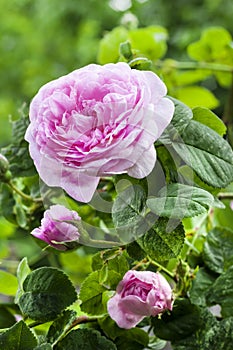 Rosa Centifolia Rose des Peintres flower closeup on garden background photo