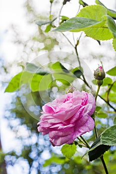 Rosa Centifolia Rose des Peintres flower closeup on green garden background photo