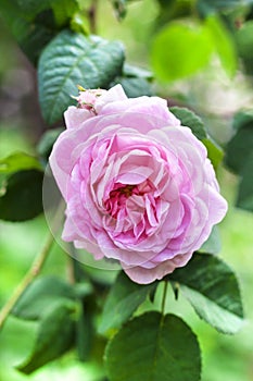 Rosa Centifolia Rose des Peintres flower closeup photo