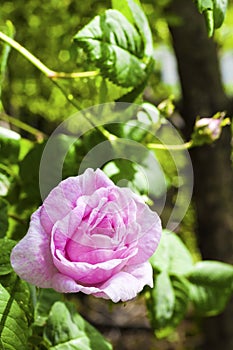 Rosa Centifolia Rose des Peintres flower closeup photo