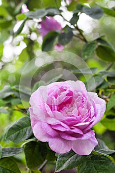 Rosa Centifolia Rose des Peintres flower closeup in summer day photo