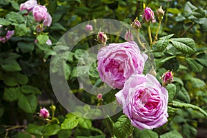 Rosa Centifolia Rose des Peintres flower closeup in a sunny summer day