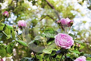 Rosa Centifolia Rose des Peintres flowers in summer garden photo