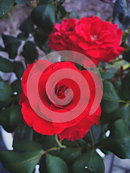 Rosa Centifolia & x28;Red Flower& x29; photo