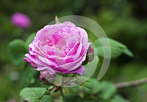 Rosa Centifolia (Rose des Peintres) flower photo