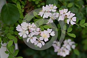 Rosa chinensis Jacq. var. spontanea Rehder & E. H. Wilson T. T. Yu & T. C. Ku-Rosa chinensis Jacq.