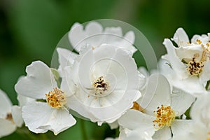 Rosa chinensis Jacq. var. spontanea Rehder & E. H. Wilson T. T. Yu & T. C. Ku-Rosa chinensis Jacq.