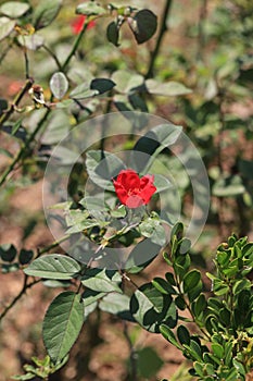 Rosa chinensis var. spontanea