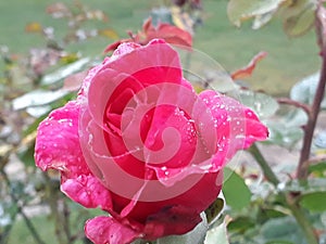 Rosa color rosa / Pink rose photo