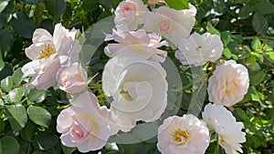 Rosa cornelia hybrid musk rose, Germany
