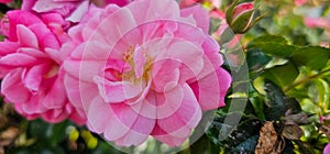 Rosa damascena, known as the Damask rose - pink, oil-bearing, flowering, deciduous shrub plant. Balley of Roses. Close up view.