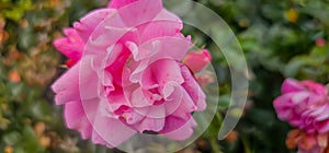 Rosa damascena, known as the Damask rose - pink, oil-bearing, flowering, deciduous shrub plant. Balley of Roses. Close up view.