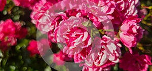 Rosa damascena, known as the Damask rose - pink, oil-bearing, flowering, deciduous shrub plant. Balley of Roses. Close up view.