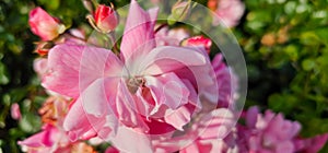 Rosa damascena, known as the Damask rose - pink, oil-bearing, flowering, deciduous shrub plant. Balley of Roses. Close up view.