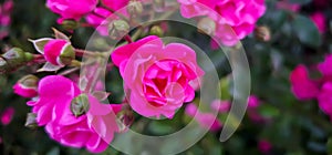 Rosa damascena, known as the Damask rose - pink, oil-bearing, flowering, deciduous shrub plant. Balley of Roses. Close up view.