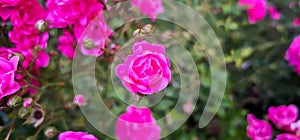 Rosa damascena, known as the Damask rose - pink, oil-bearing, flowering, deciduous shrub plant. Balley of Roses. Close up view.