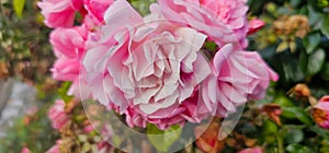 Rosa damascena, known as the Damask rose - pink, oil-bearing, flowering, deciduous shrub plant. Balley of Roses. Close up view.