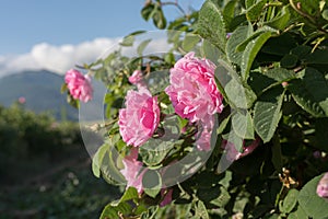 Rosa damascena, known as the Damask rose - pink, oil-bearing, flowering, deciduous shrub plant. Bulgaria