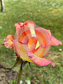 Close-up of a two-colored rose with raindrops photo