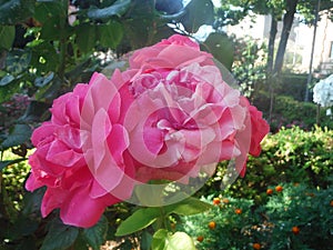 Rosa photo