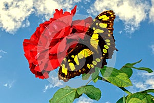 Rosa Don Juan with a yellow and black butterfly photo