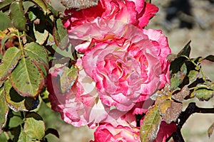 Rosa 'Double Delight'