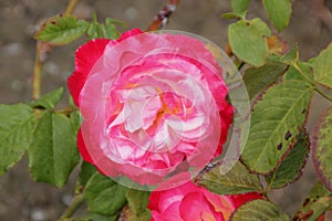 Rosa 'Double Delight'