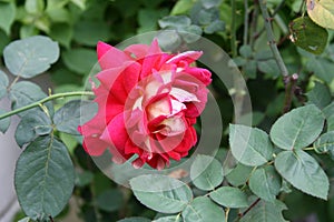 Rosa \'Double Delight\' a hybrid rose variety in a park : (pix Sanjiv Shukla)