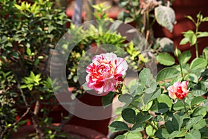 Rosa \'Double Delight\' a hybrid rose variety in a park : (pix Sanjiv Shukla)