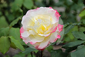 Rosa double delight hybrid tea rose