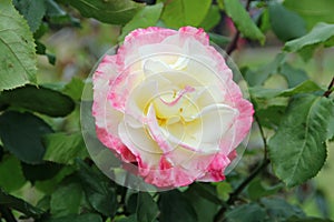 Rosa double delight hybrid tea rose