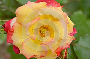 Rosa `Double Delight`.Opened red rose bud