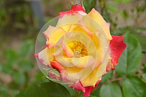 Rosa `Double Delight`.Opened red rose bud