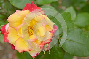 Rosa `Double Delight`.Opened red rose bud